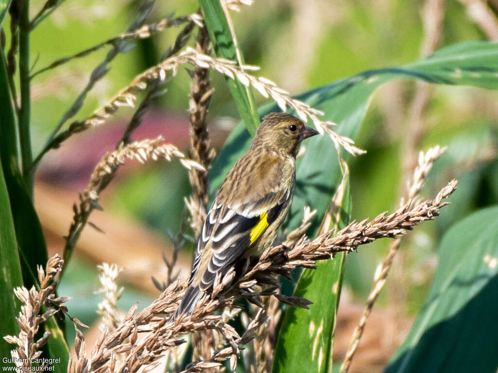 Verdier d'Oustalet1ère année, identification