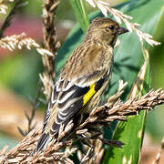 Black-headed Greenfinch