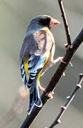 Grey-capped Greenfinch