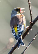 Grey-capped Greenfinch