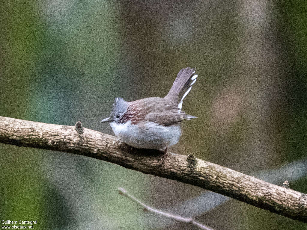 Yuhina à bandeauadulte, identification