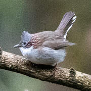 Indochinese Yuhina