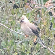 White-collared Yuhina