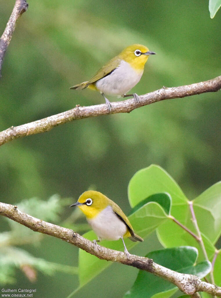 Swinhoe's White-eyeadult, pigmentation, walking