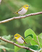 Swinhoe's White-eye