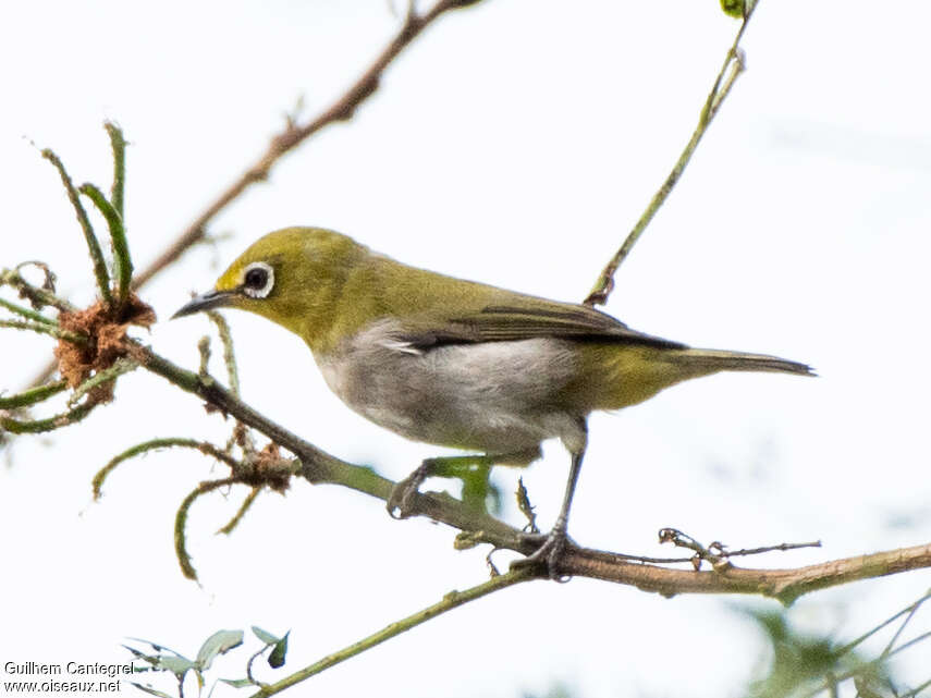 Swinhoe's White-eyeadult, identification, walking