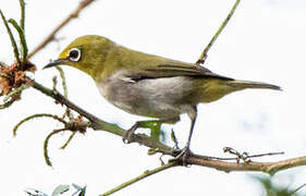 Swinhoe's White-eye