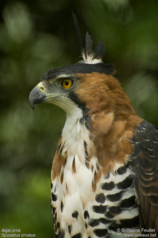 Ornate Hawk-Eagle