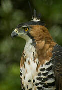 Ornate Hawk-Eagle