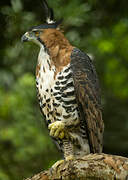 Ornate Hawk-Eagle