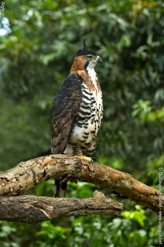 Ornate Hawk-Eagle