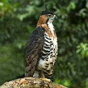 Ornate Hawk-Eagle