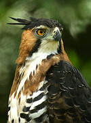 Ornate Hawk-Eagle