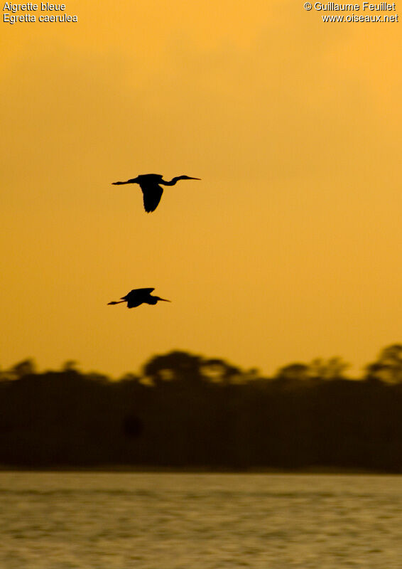 Little Blue Heron, Flight