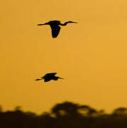 Little Blue Heron