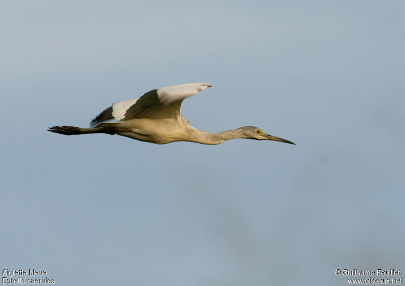 Aigrette bleueimmature, Vol