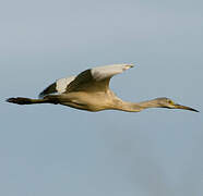 Little Blue Heron