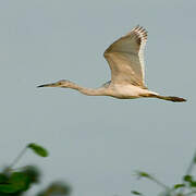 Aigrette bleue