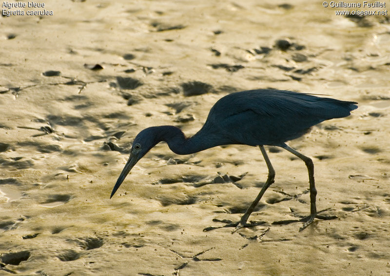 Aigrette bleue