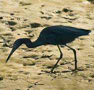 Aigrette bleue