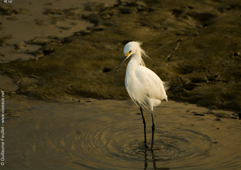 Aigrette neigeuse, identification