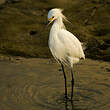 Aigrette neigeuse