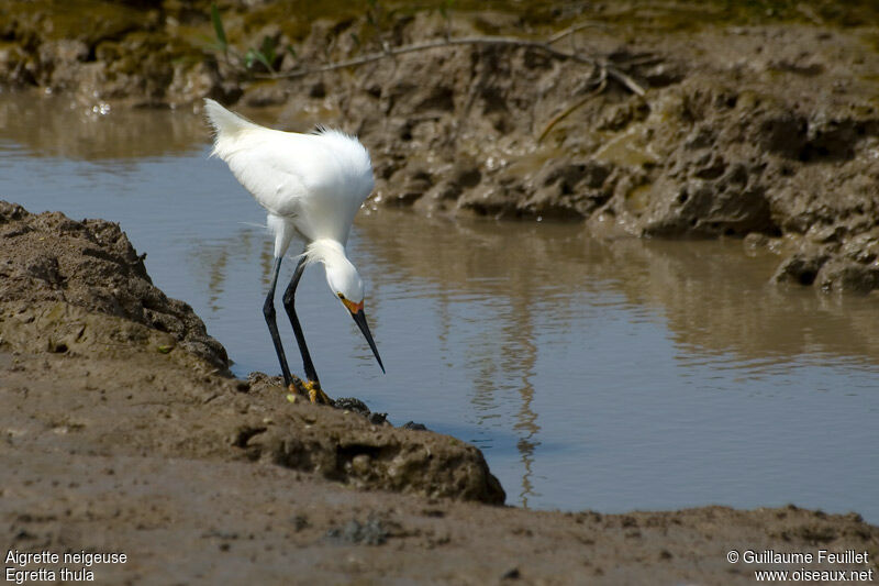 Aigrette neigeuse