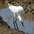 Aigrette neigeuse