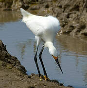 Snowy Egret