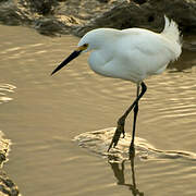 Snowy Egret