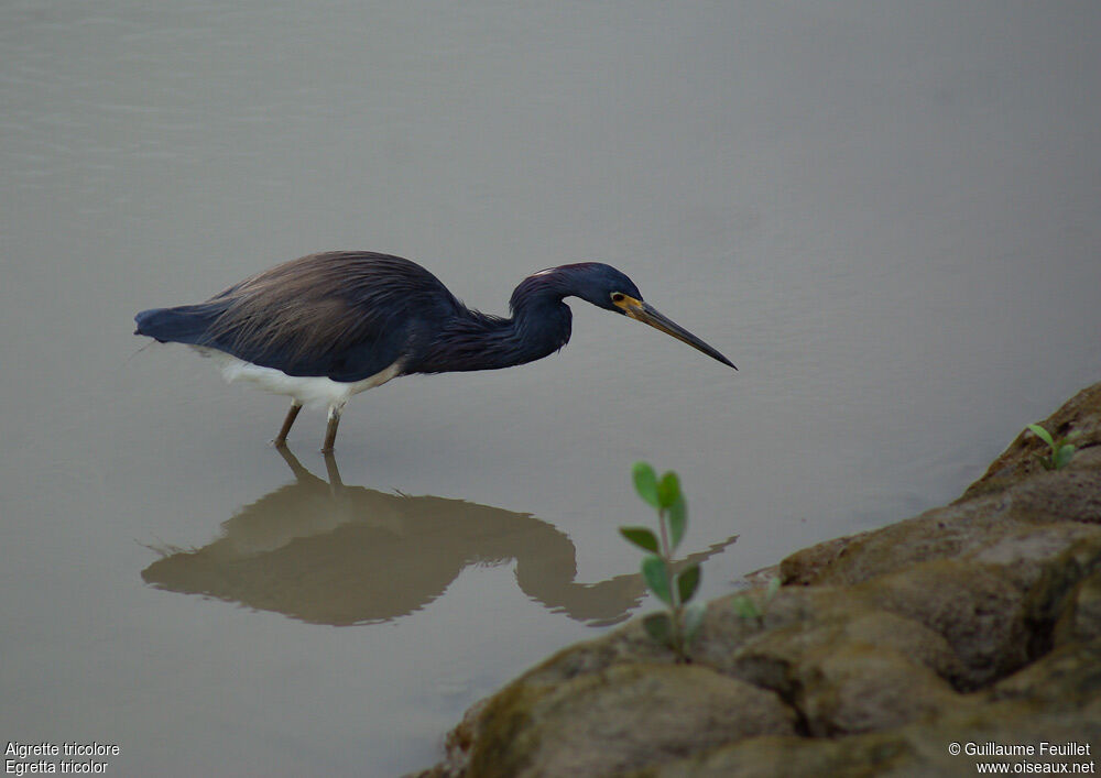 Aigrette tricolore