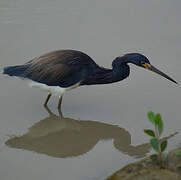 Aigrette tricolore