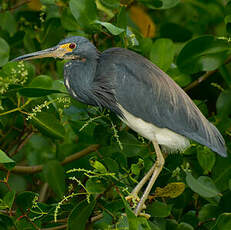 Aigrette tricolore