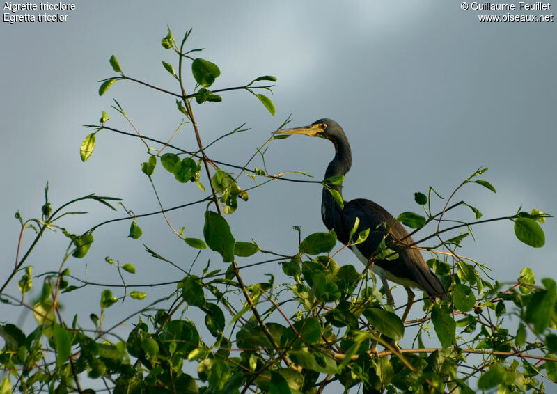 Tricolored Heron