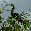 Aigrette tricolore