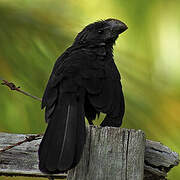 Smooth-billed Ani