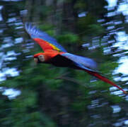 Scarlet Macaw