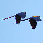 Scarlet Macaw