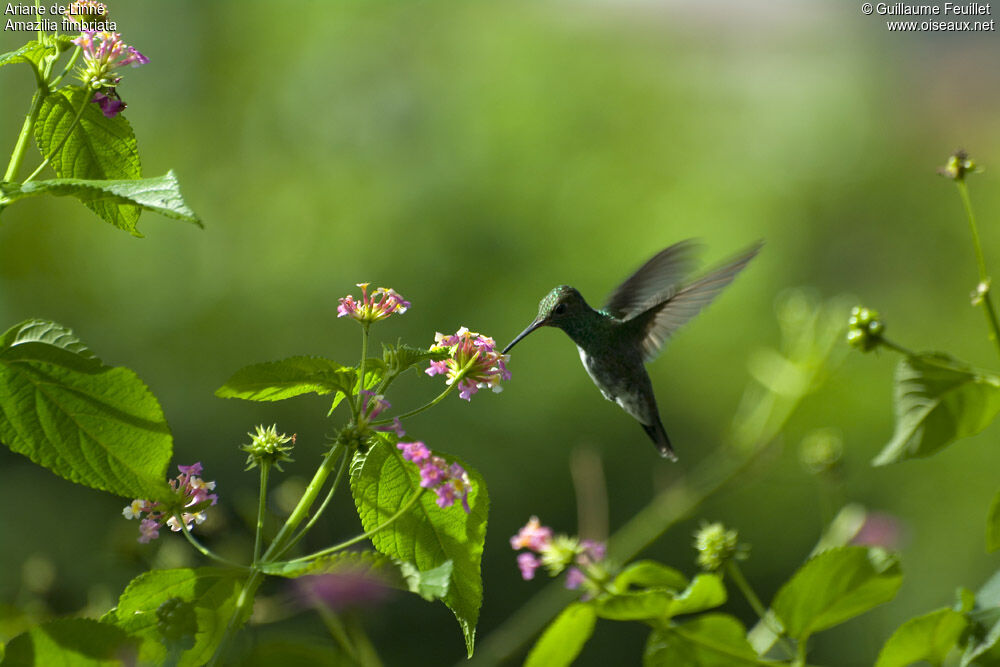 Glittering-throated Emerald