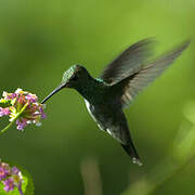 Glittering-throated Emerald