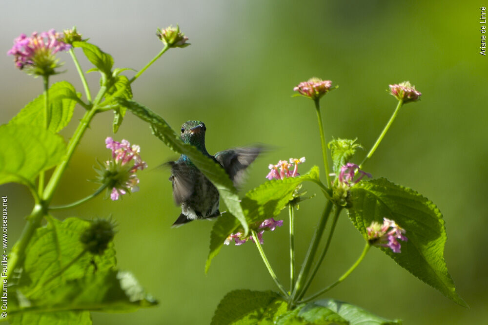 Glittering-throated Emerald