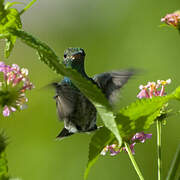 Glittering-throated Emerald