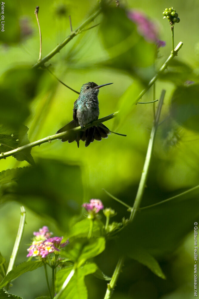 Glittering-throated Emerald