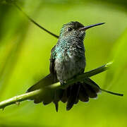 Glittering-throated Emerald