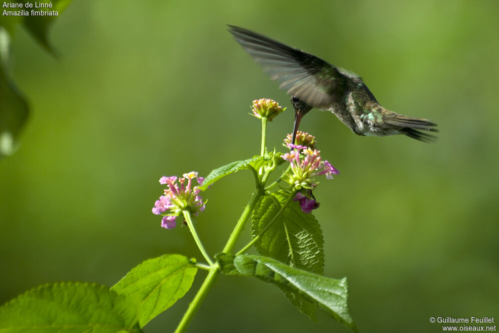 Glittering-throated Emerald