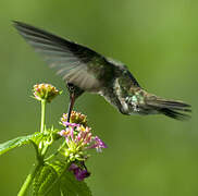 Glittering-throated Emerald