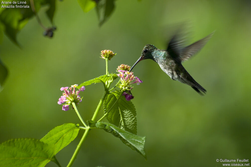 Glittering-throated Emerald