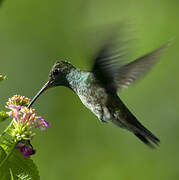 Glittering-throated Emerald