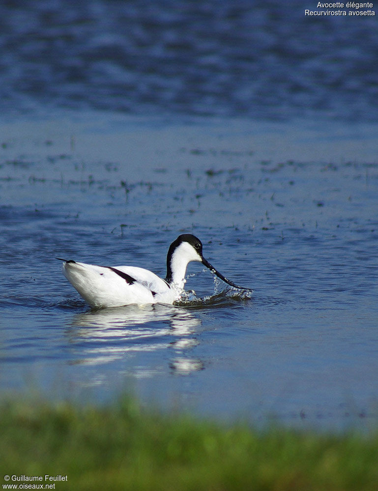 Avocette élégante