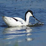 Avocette élégante